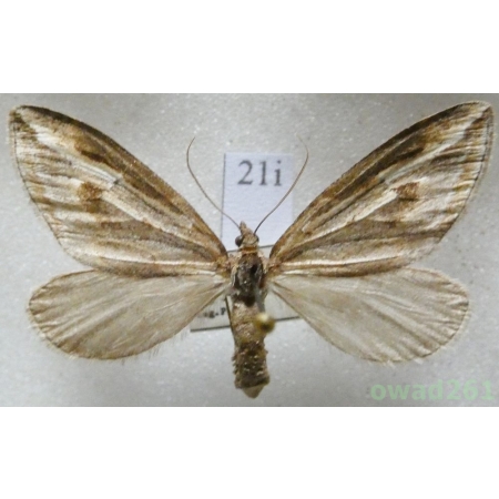 Chesias legatella (Denis & Schiffermüller, 1775) Czech21i